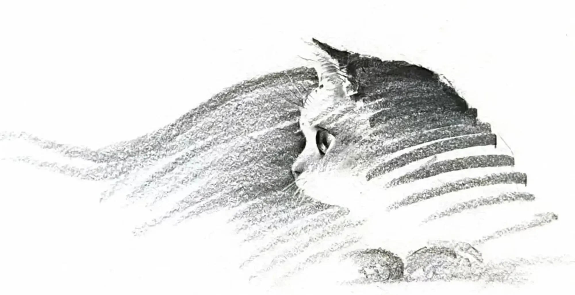 献给猫