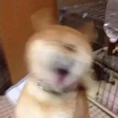 大狗子